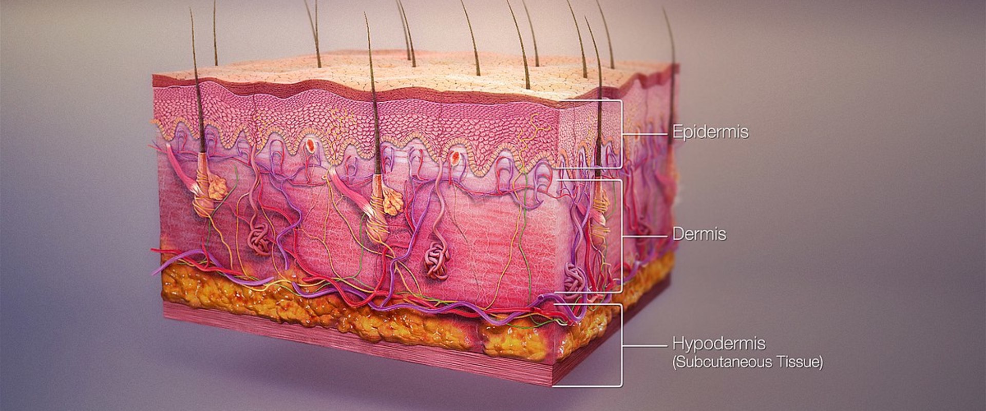 The Role of Skin Anatomy and Physiology in Detecting Hypoglycemia Symptoms