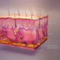 The Role of Skin Anatomy and Physiology in Detecting Hypoglycemia Symptoms