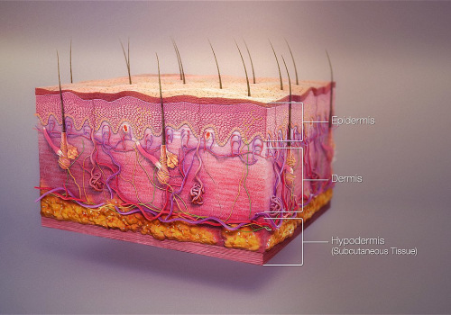 The Role of Skin Anatomy and Physiology in Detecting Hypoglycemia Symptoms